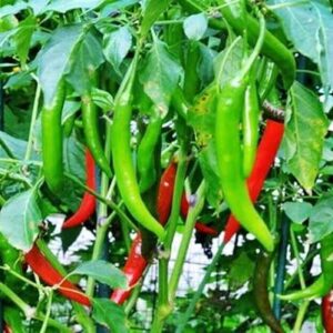 বারি মরিচ–২ – ৫০ বীজ