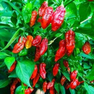 বোম্বে মরিচ – ২০ বীজ