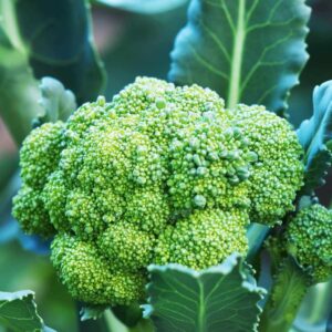 ব্রোকলি বীজ