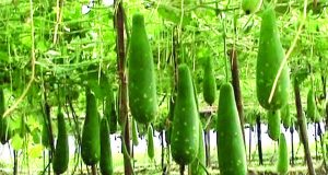 স্পঞ্জ লাউ / নলকুমড়া বীজ