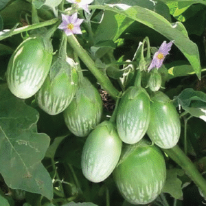 হাইব্রিড বেগুন বীজ