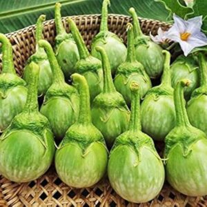 দেশি বেগুন বীজ