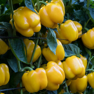 হলুদ ক্যাপসিকাম / বেল পেপার বীজ (বিদেশি জাত)