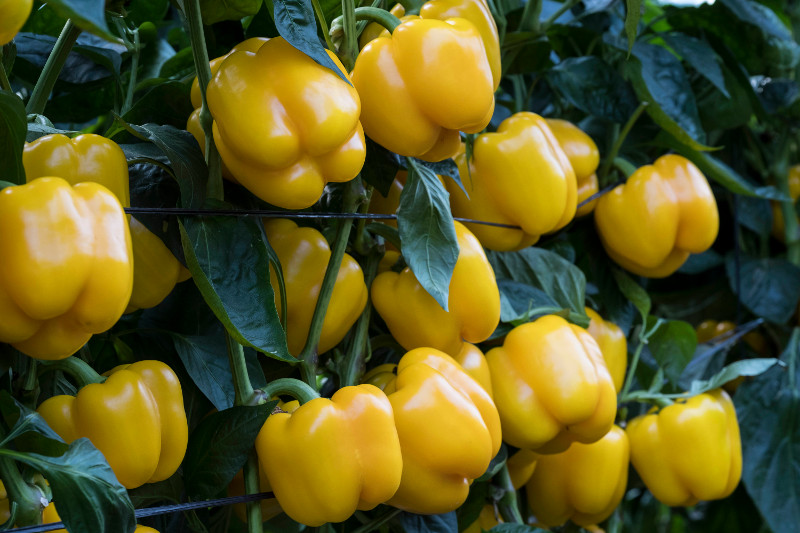 হলুদ ক্যাপসিকাম / বেল পেপার বীজ (বিদেশি জাত)