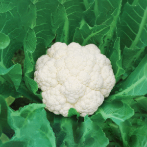 ফুলকপি বীজ