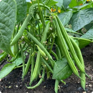 Bush Bean বীজ