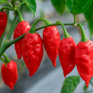নাগা মরিচ / Ghost pepper