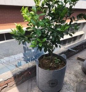 Geo bag big size 57 kg soil capacity