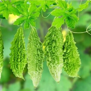 করলা / উচ্ছে বীজ (Bitter Gourd)