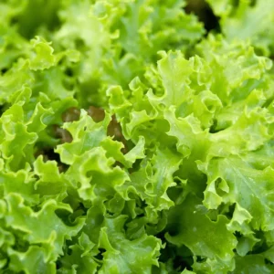 গ্রিন লেটুস বীজ (Green Lettuce)