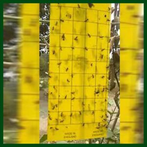 Yellow Sticky Board – Good Quality Insect Trap – 4in X 9.5in – UK