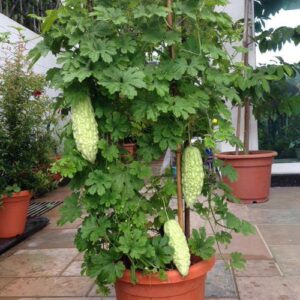 উচ্ছে / করলা চারা (Bitter Gourd)