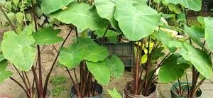 কচু শাক (Stem Taro) বীজ