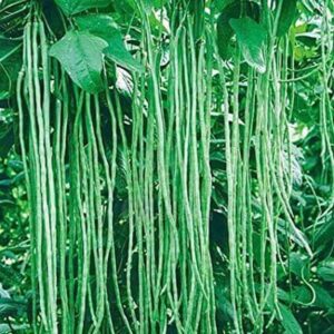 বরবটি বীজ (Yard Long Bean)