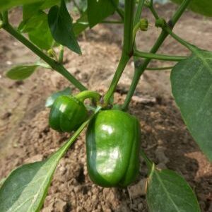 Japanese Capsicum (জাপানি ক্যাপ্সিক্যাম)