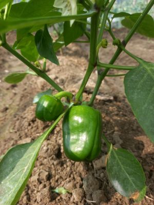 Japanese Capsicum (জাপানি ক্যাপ্সিক্যাম)